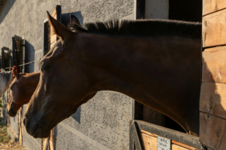 Valorização no mercado equestre é resultado de técnica, investimento e tradição, destaca Aldo Vendramin.