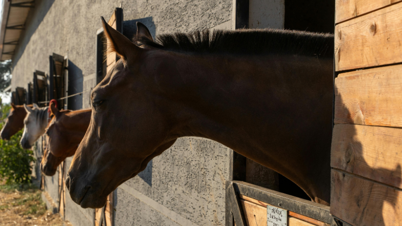 Valorização no mercado equestre é resultado de técnica, investimento e tradição, destaca Aldo Vendramin.